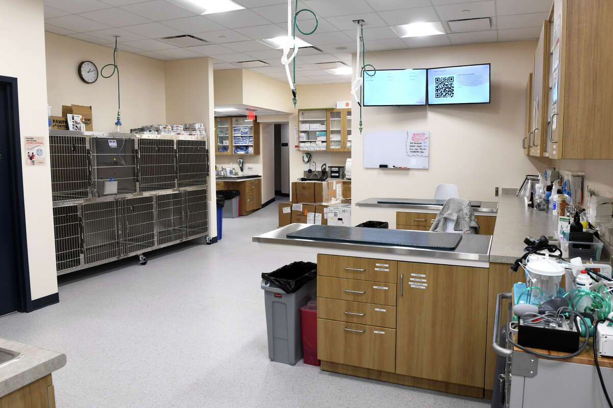 'Getting doctors is difficult' Why CT vets are under pressure