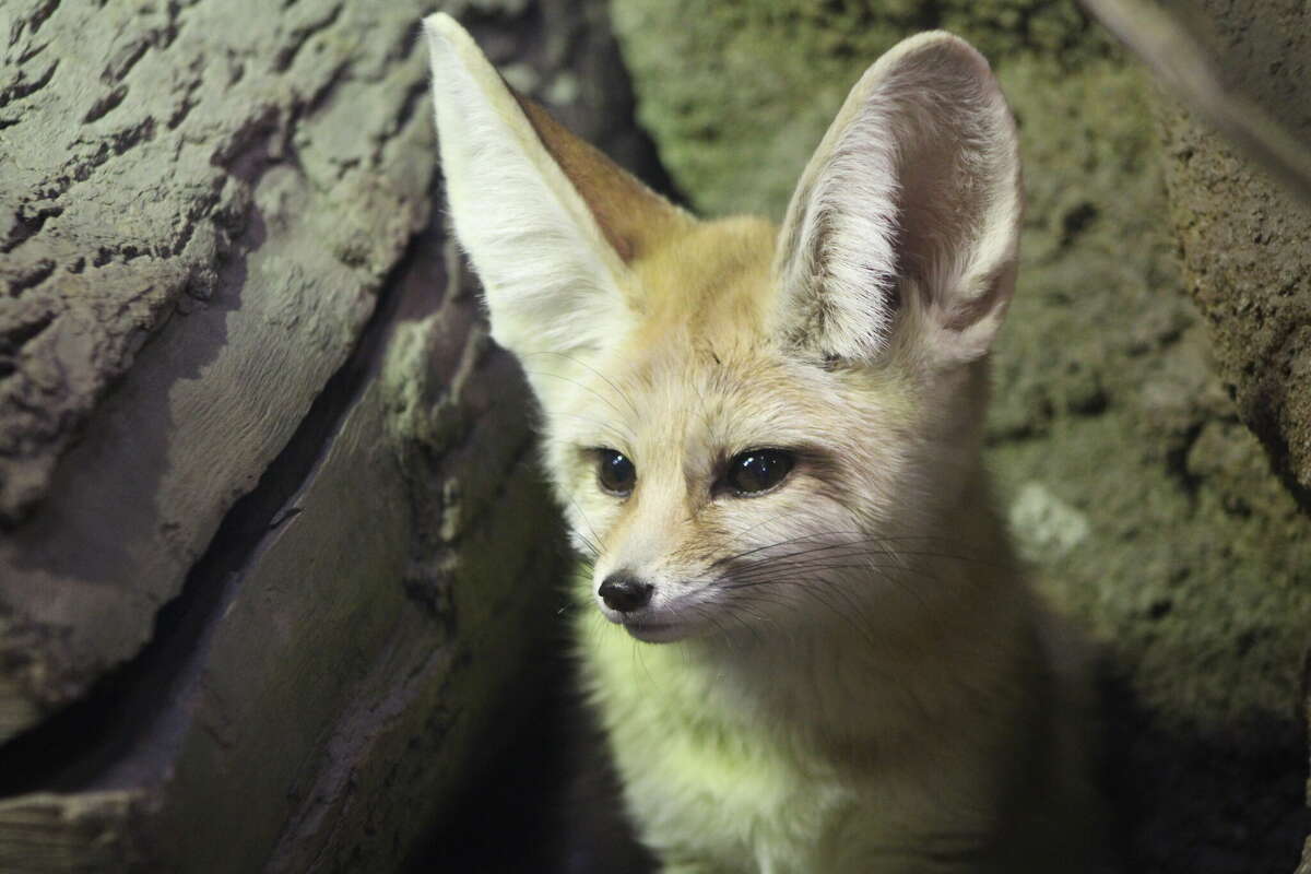 baby fennec fox