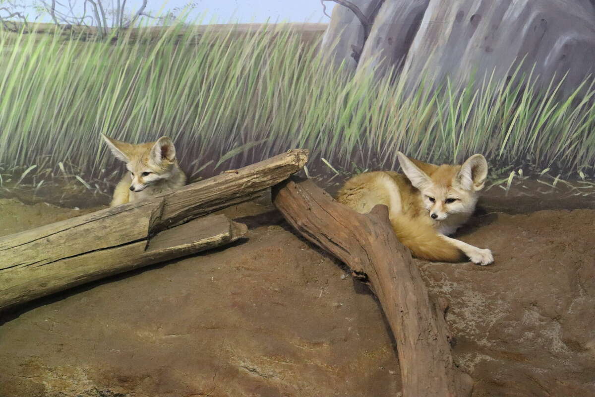 Fennec fox  Smithsonian's National Zoo