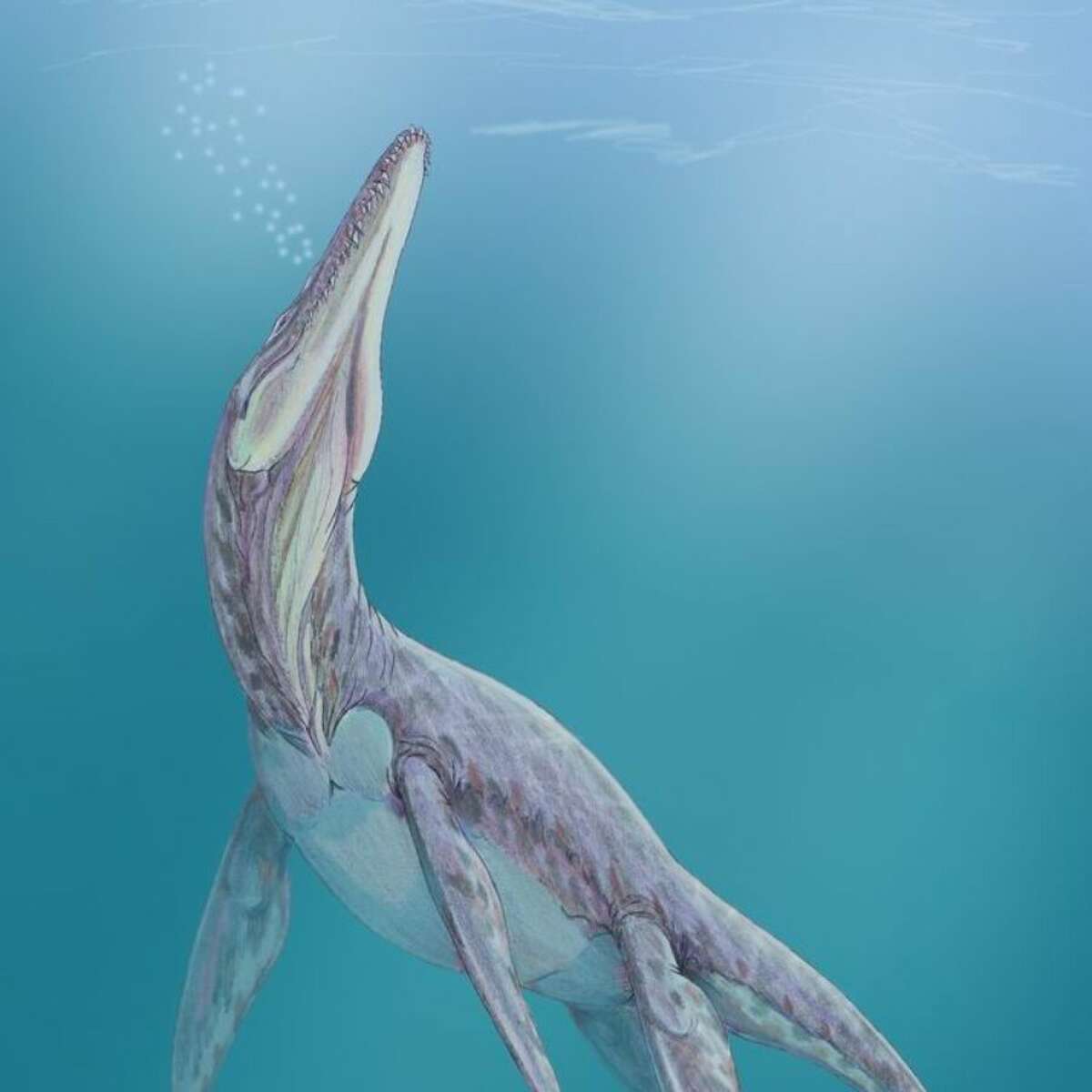 Jurassicera bones found in Texas belong to this creature