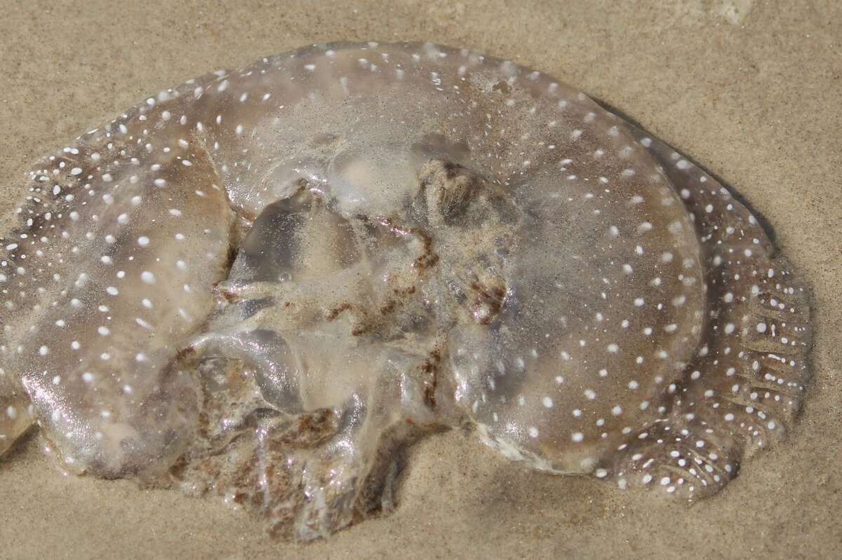 Beach ball-sized invasive jellyfish washes up on Texas Gulf beach