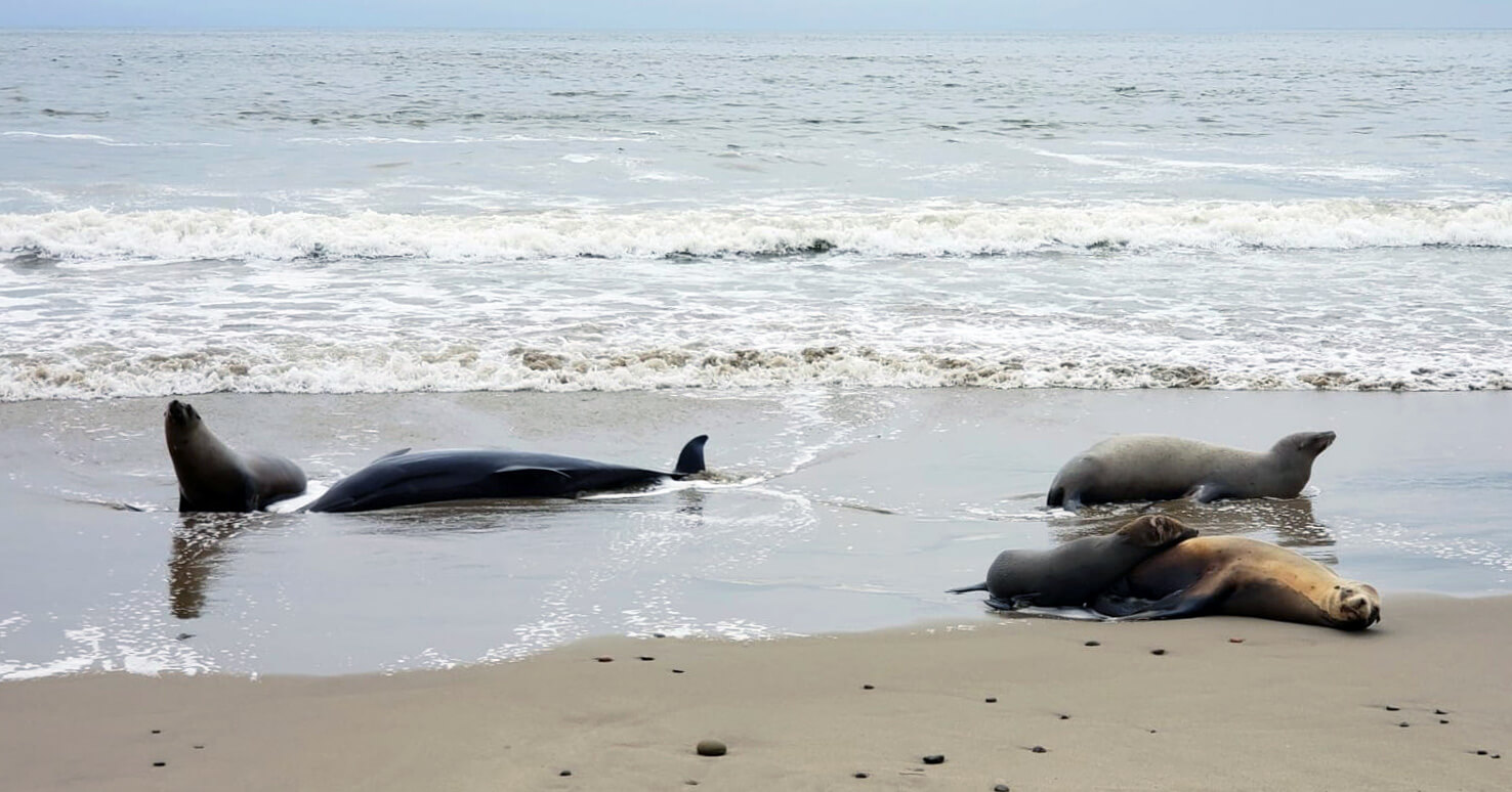 Hundreds of animals die from toxic algal bloom across California