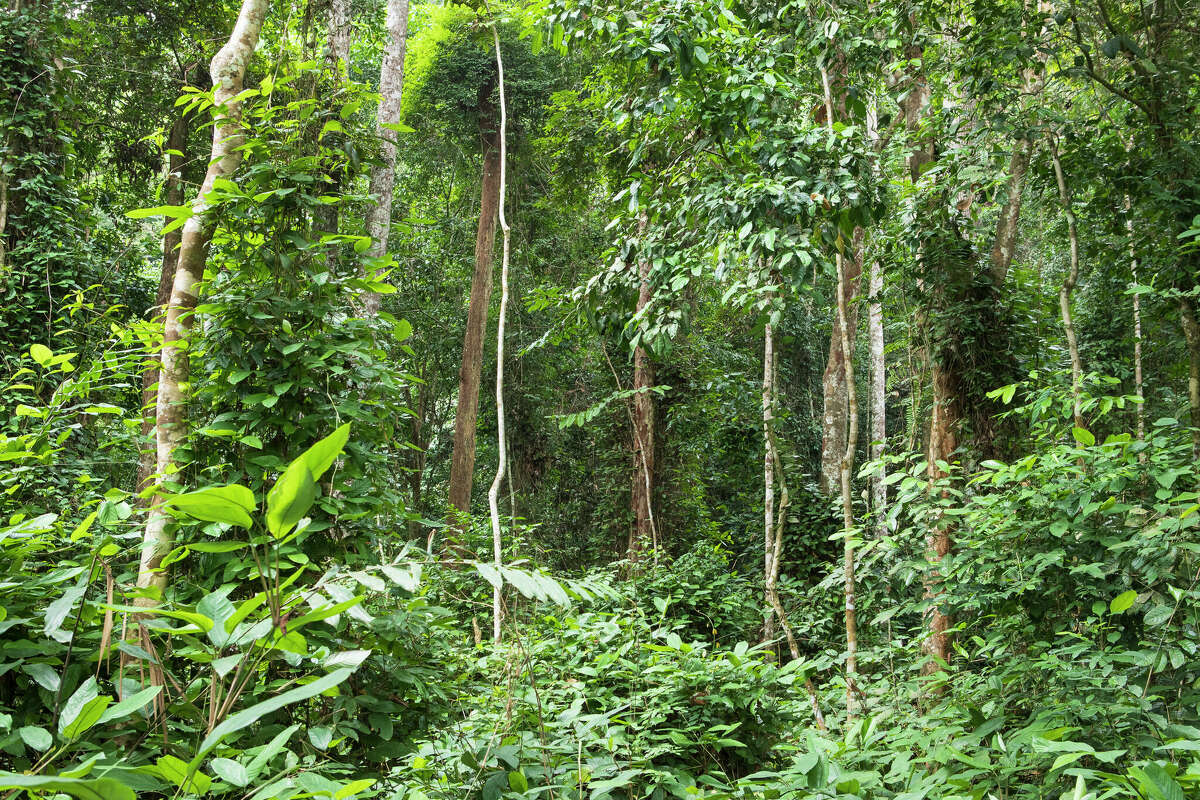 Commentary New York can be a global leader against deforestation