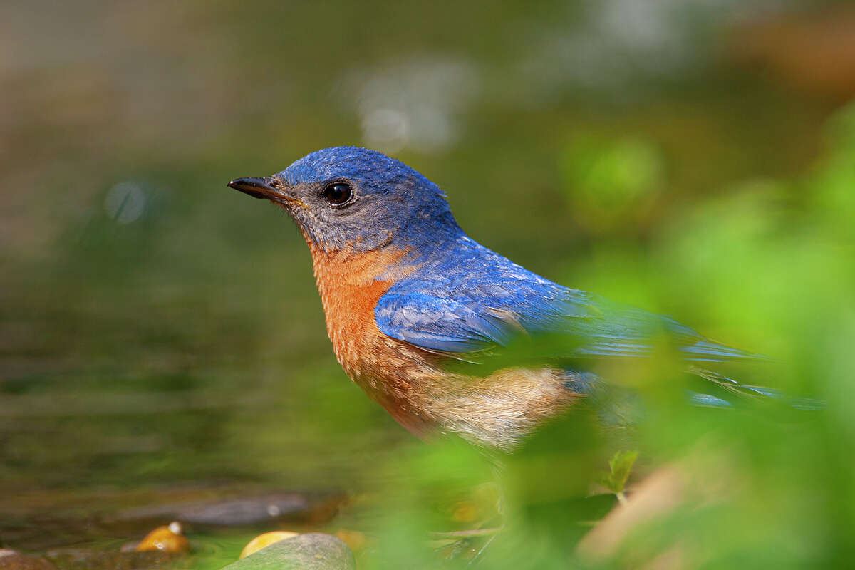 Homeowners can help songbirds deal with the summer heat
