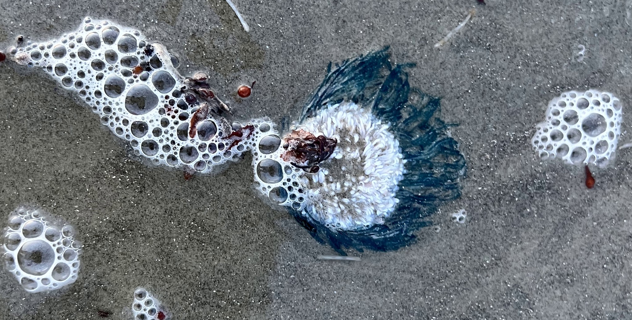 Beware of sting from tiny blue creatures washing up in Texas
