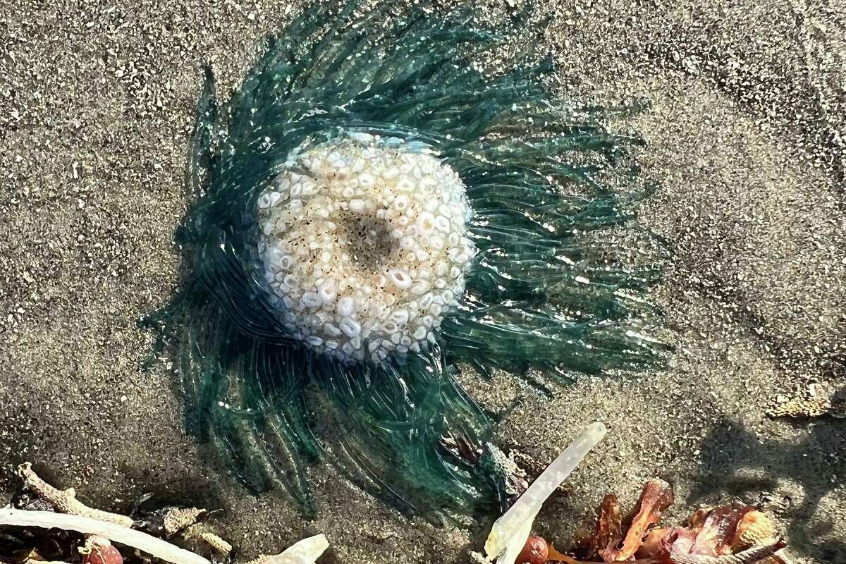 Porpita Porpita, or the BLue Button Jellyfish, are washing ashore on Texas beaches.