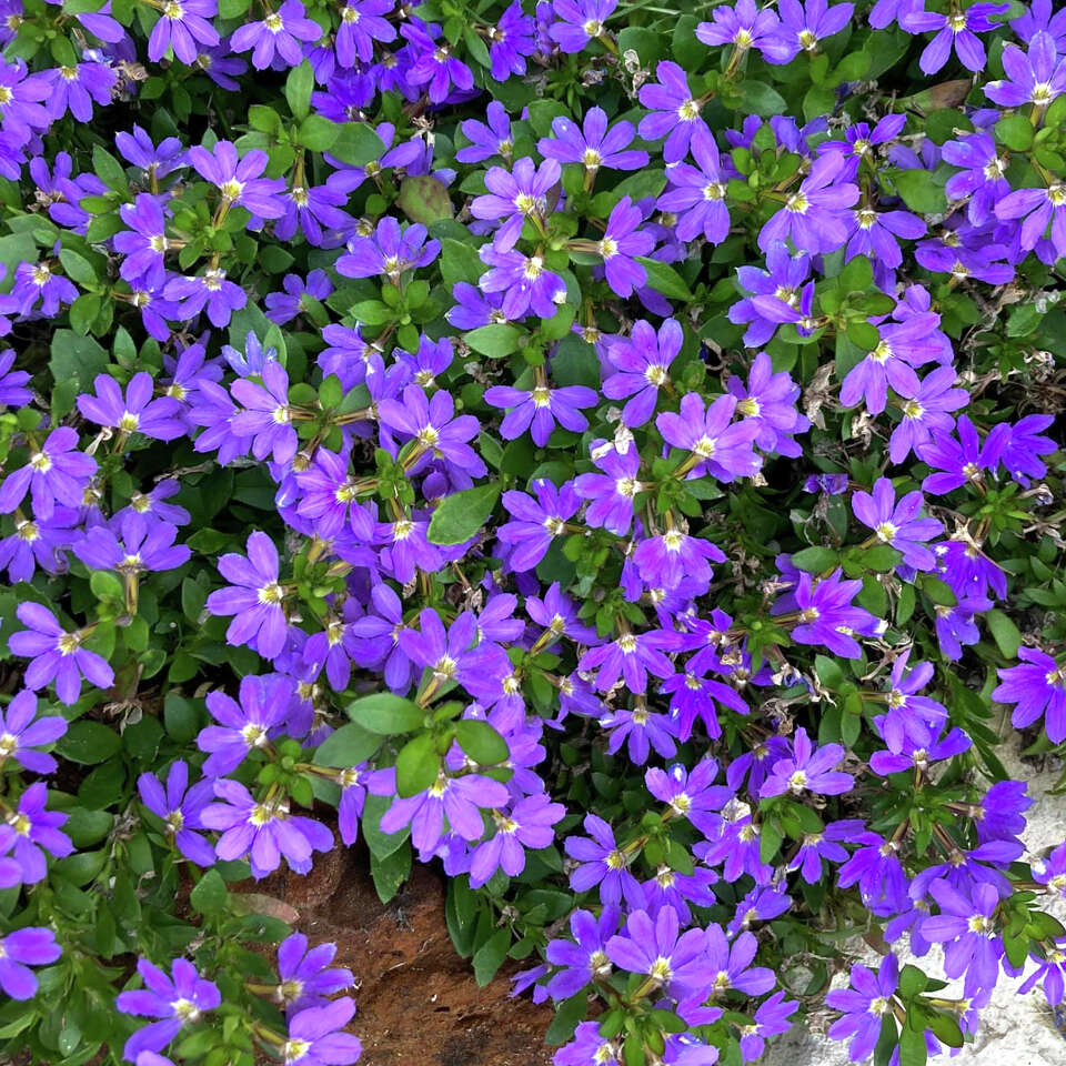 Blue fanflower flourishes in Texas landscapes