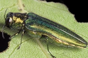 Emerald ash borer spreads to 13th Texas county