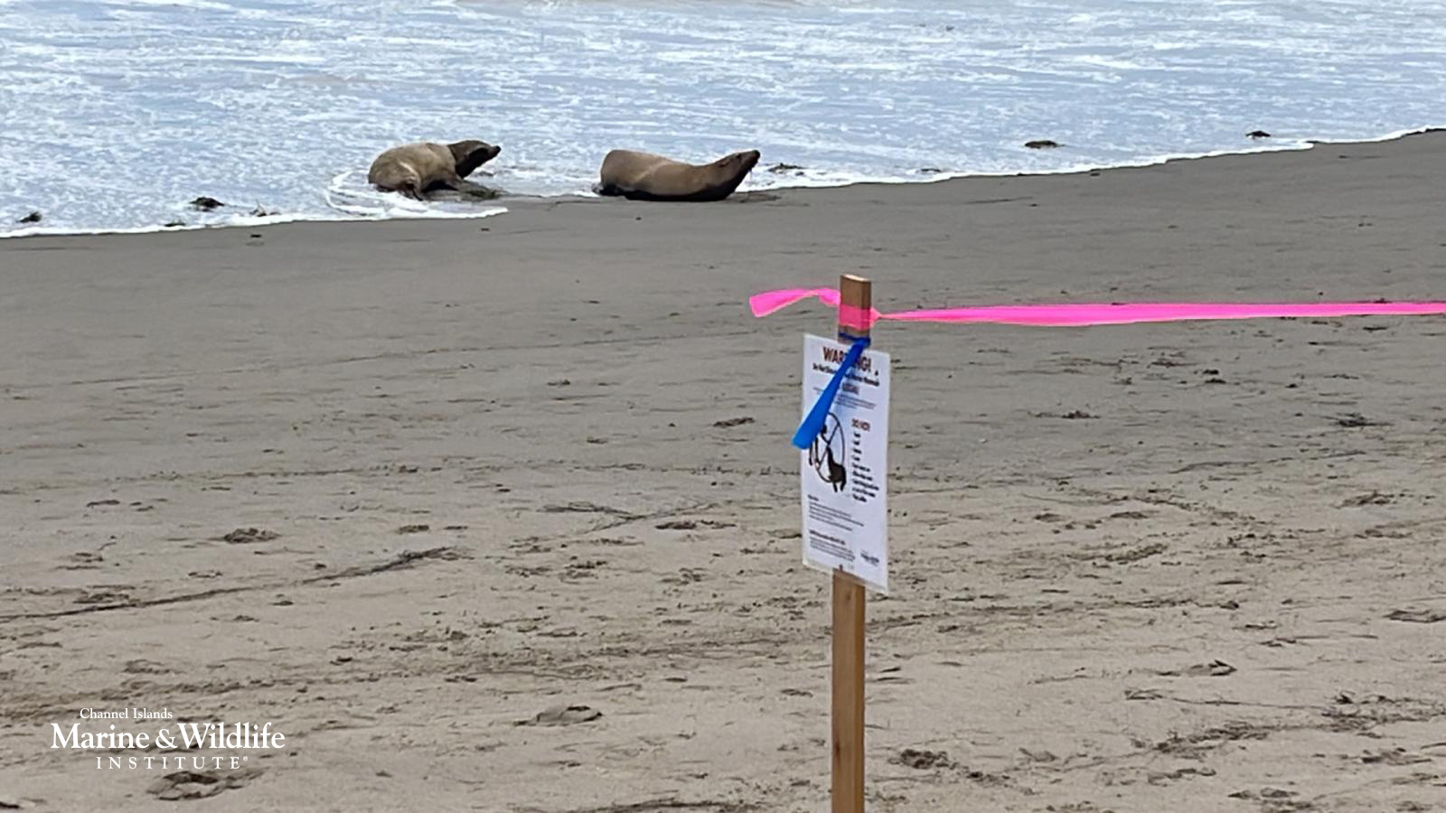 Toxic Algal Bloom Suspected in Dolphin and Sea Lion Deaths in