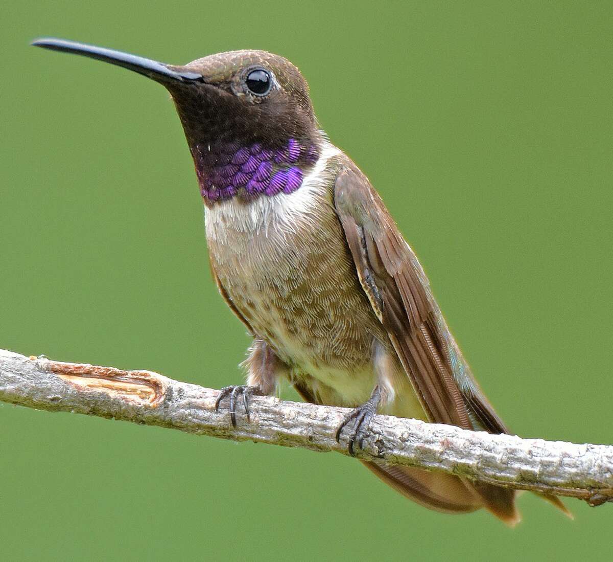 Watch the hummingbirds at the Lewis and Clark State Historic Site