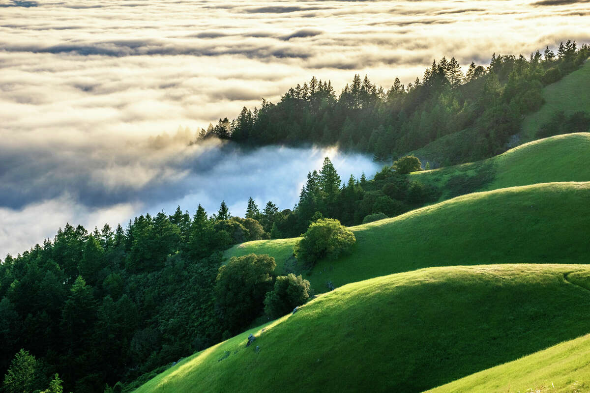 The rolling green hills of Mt. Tamalpais State Park in Marin County, California are highlighted at sunset as fog flows in through the trees from the Pacific Ocean.