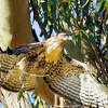 Tuffy,年轻的红尾鹰鹰提出的采用和南湾,可能已经死了,饿死他养母后停止喂他。