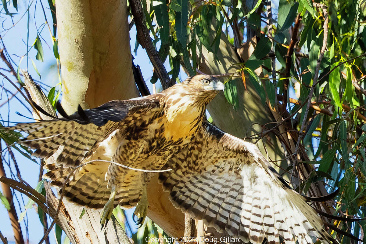 Bay Area Baby Hawk Adopted By Eagles Meets Sad Fate