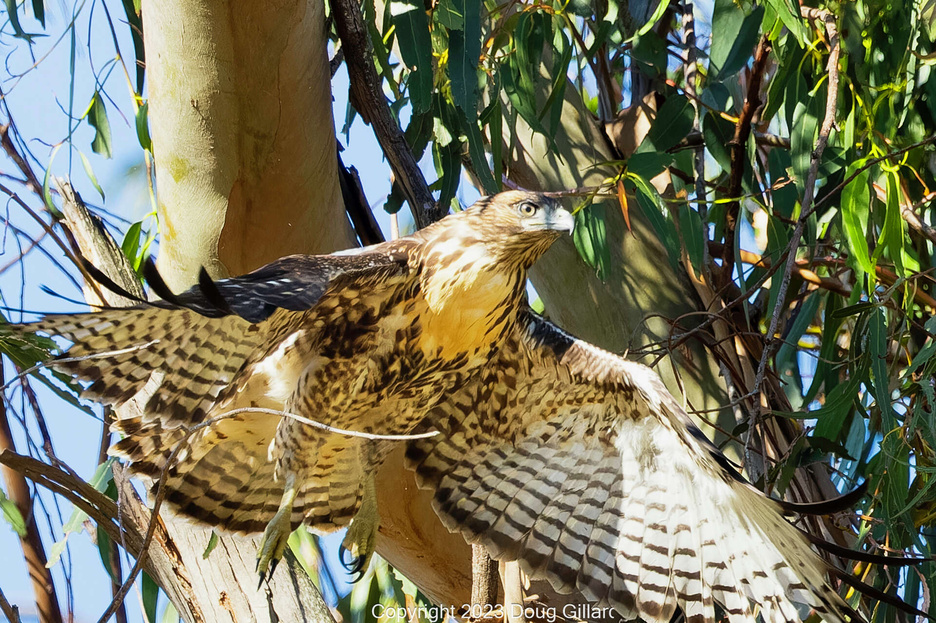 Bay Area baby hawk adopted by eagles meets sad fate