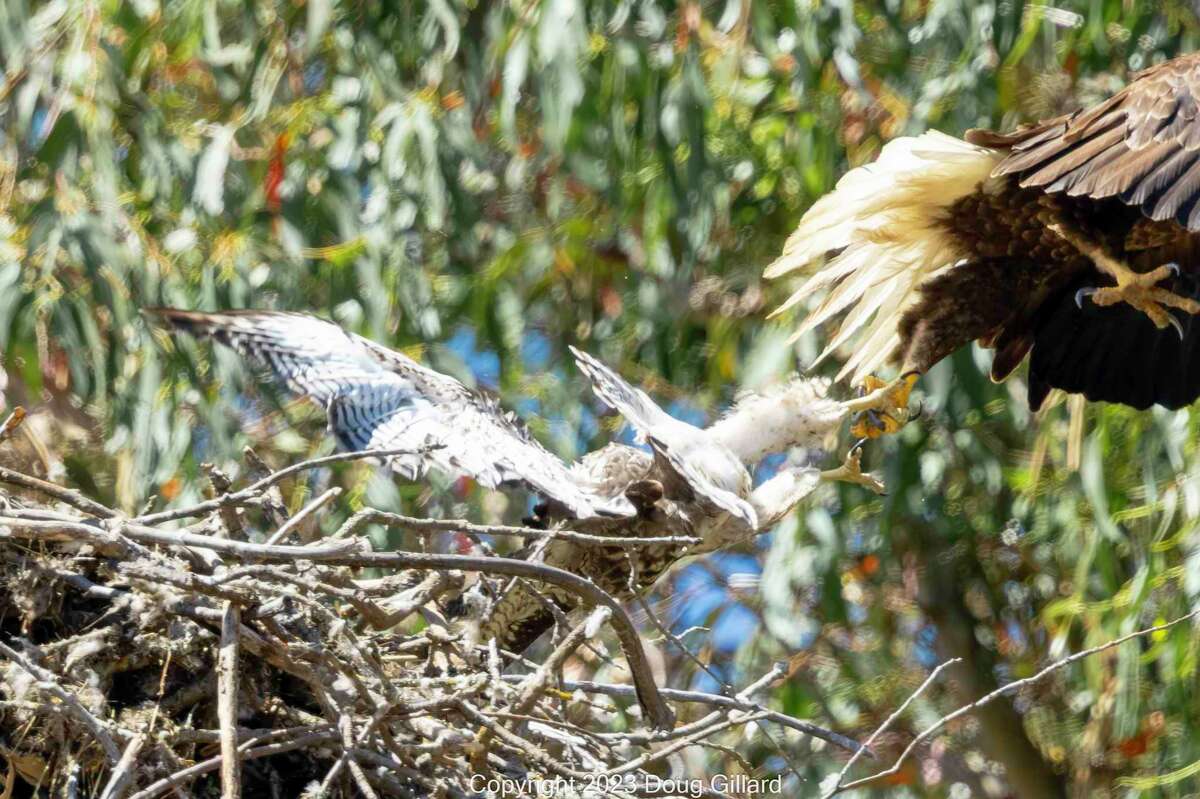 Bay Area Baby Hawk Adopted By Eagles Meets Sad Fate