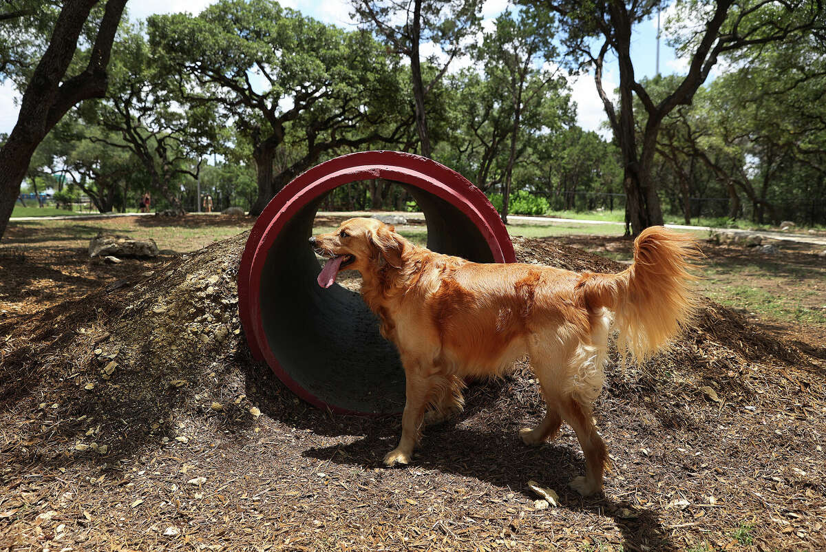 How to keep your pets safe and cool amid Texas’ brutal heat