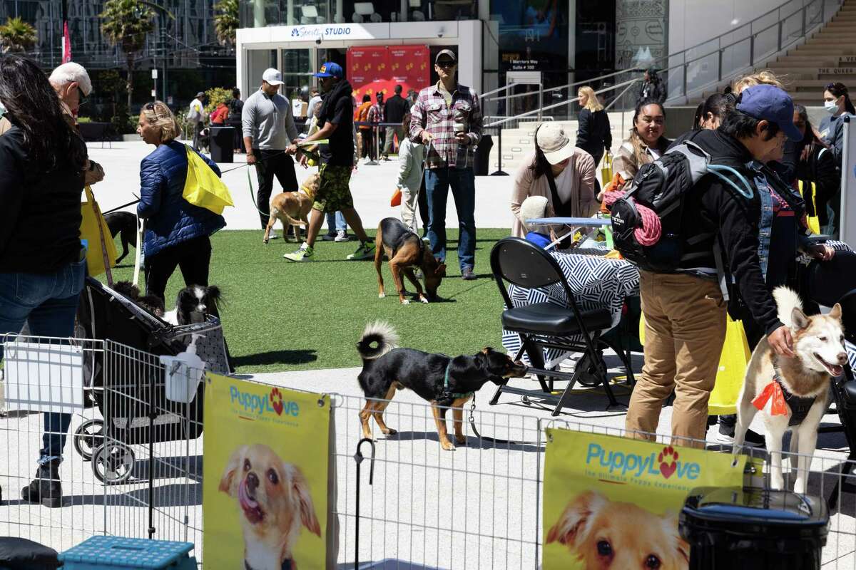 Dogs score big on Warriors’ turf at first S.F. Pawsitively Summer