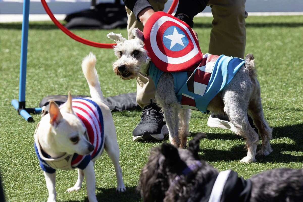 Topi dresses as Captain America during “Paws-itively Summer.”