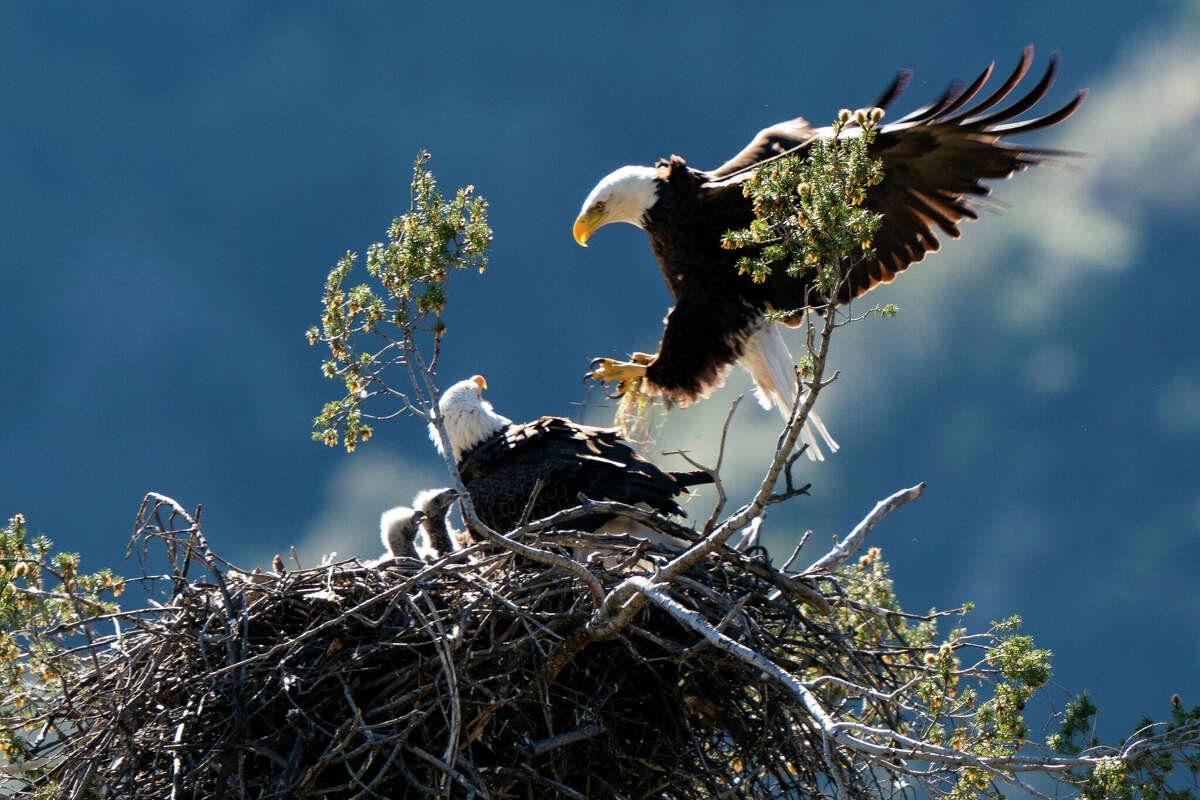 Popular Calif. campground partially closed due to nesting bald eagles