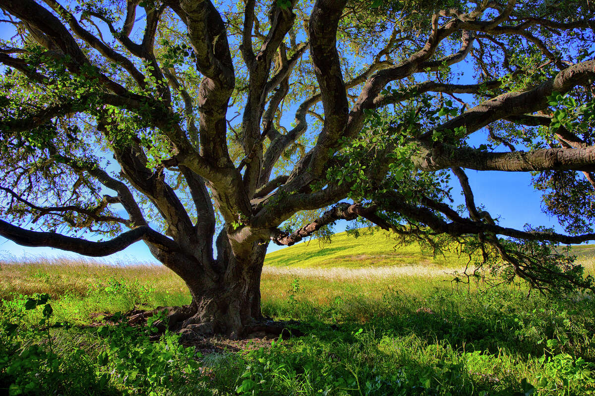 A California oak tree with green leaves and yellow wildflowers in the background.