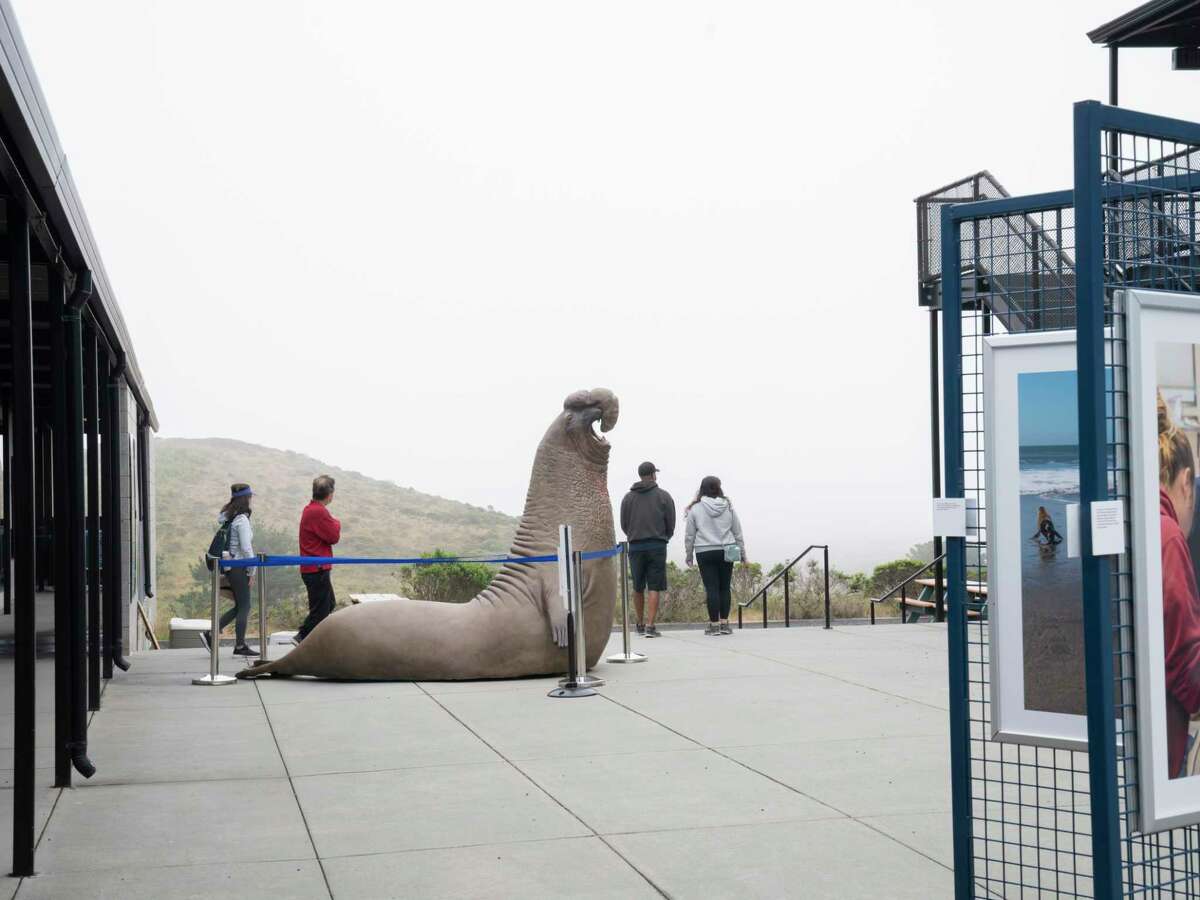 Entangled sea lions being helped on the Central Coast