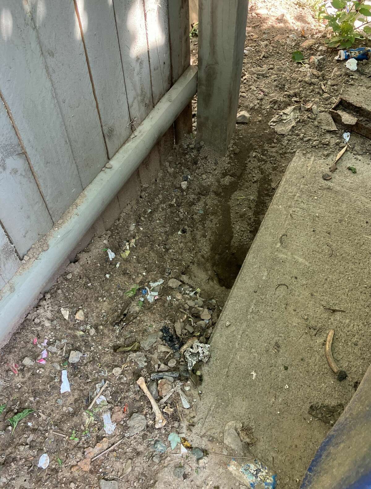 Rats enter some CT suburbs after pandemic shifts their habitats