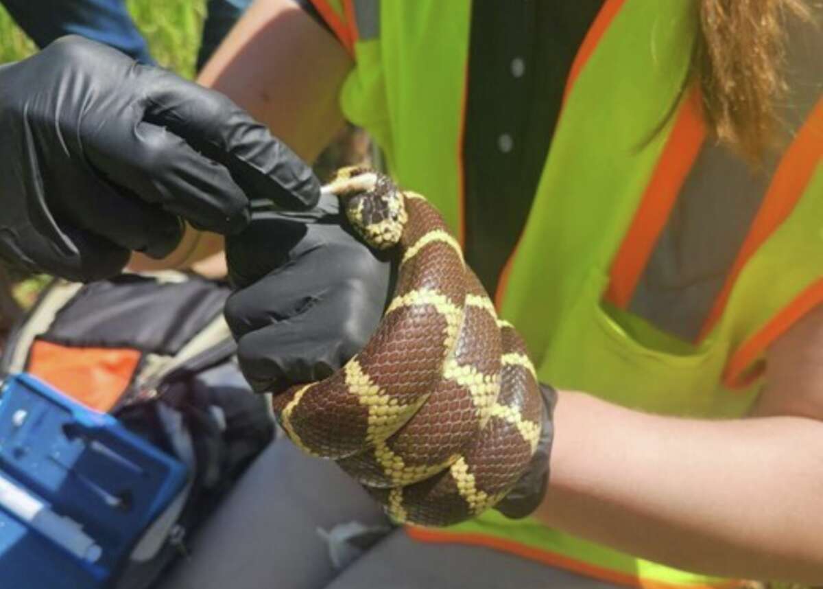 A snake is tested for snake fungal disease by California Department of Fish and Wildlife scientists. The disease is more rampant across the state than previously thought. 