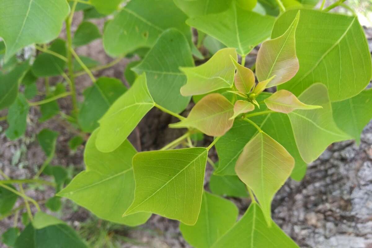 Invasive trees to avoid in Houston, and why arborists target them