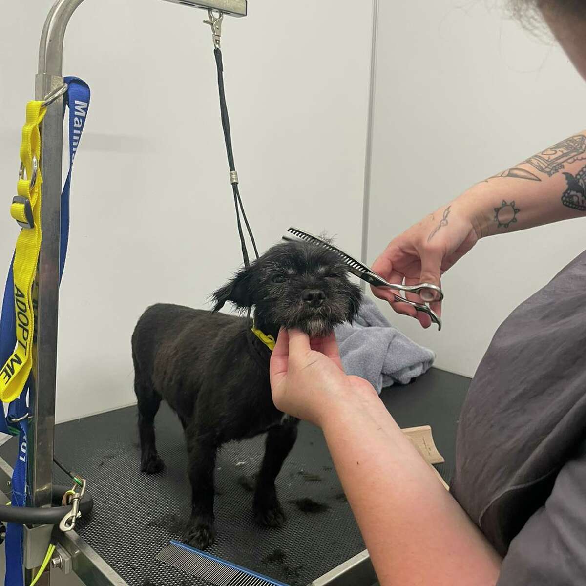 League City animal shelter assessing 60 dogs rescued in hoarding case