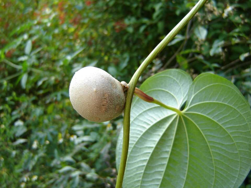 Propeller Tree Invasive Invasive trees to avoid in Houston, and why arborists target them