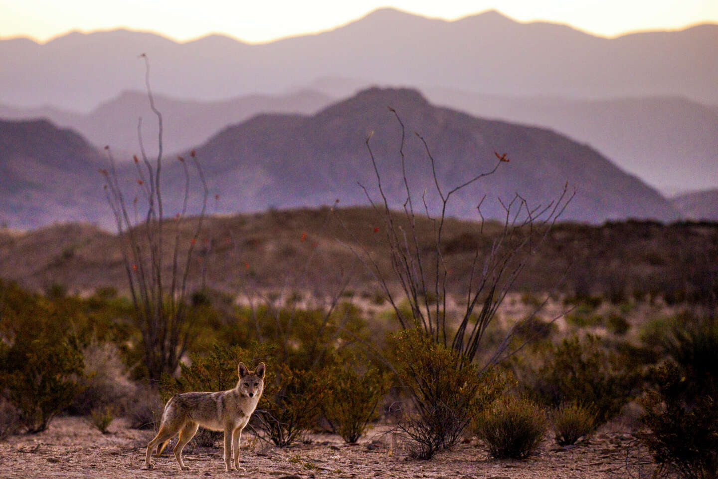 The largest landowner in Texas is actually from … Kentucky?