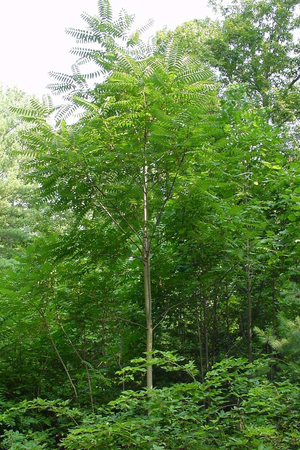 Invasive trees to avoid in Houston, and why arborists target them