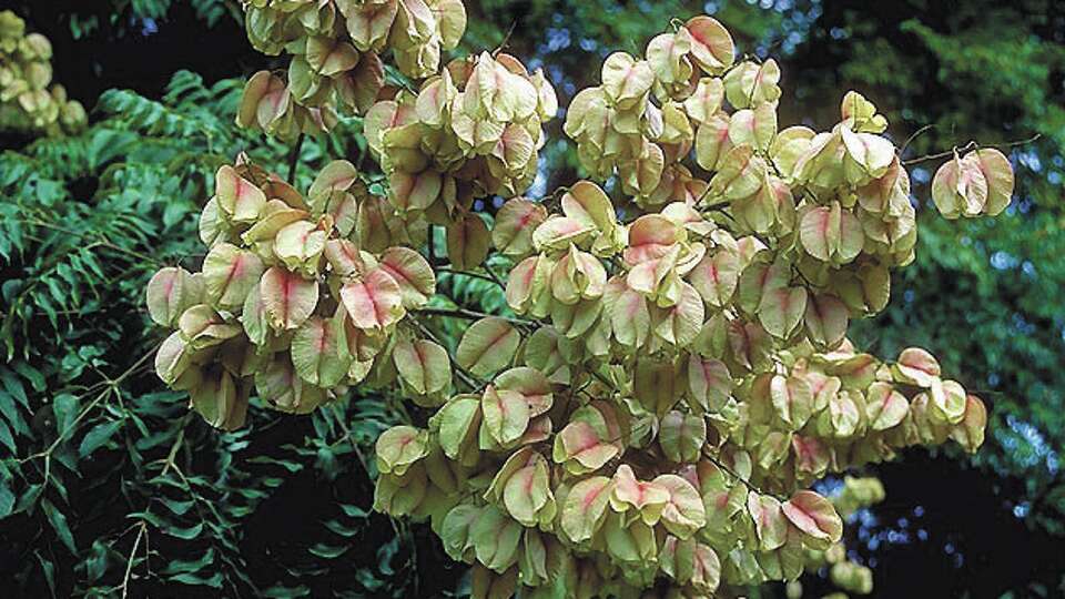 Golden Raintree blooms (Koelreuteria paniculata)