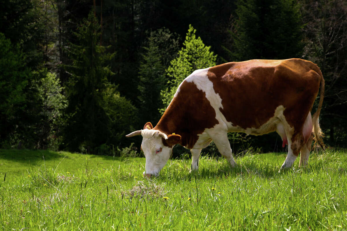 Blanchard farm to host MSU Extensions 