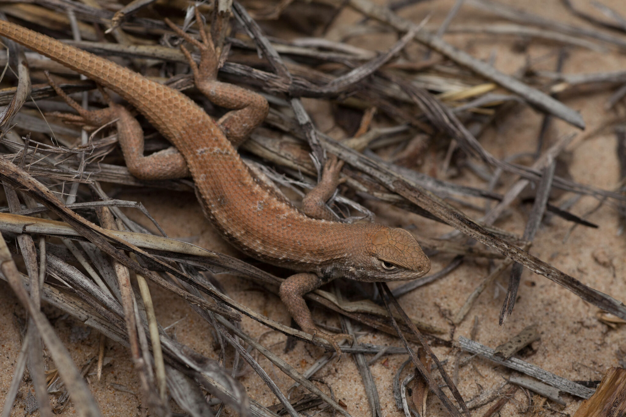 Permian Basin must deal with endangered lizard listing - Vimarsana News