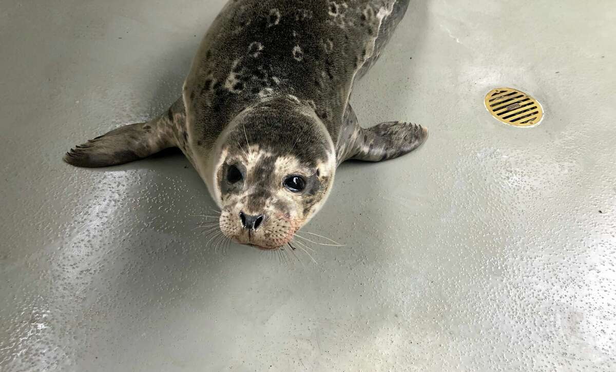 Harbor seal pup found 'severely entangled' in trash rescued in SF