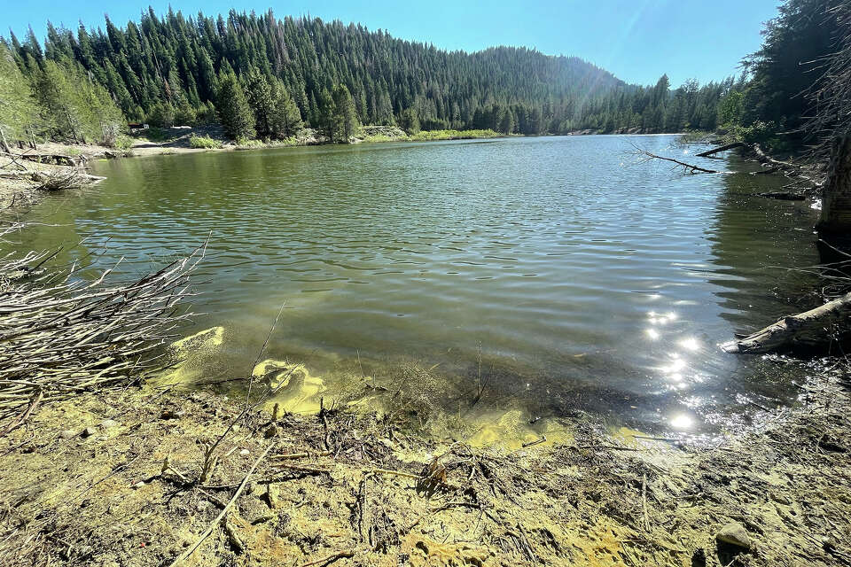 'Remarkable' amount of pollen is turning Lake Tahoe yellow