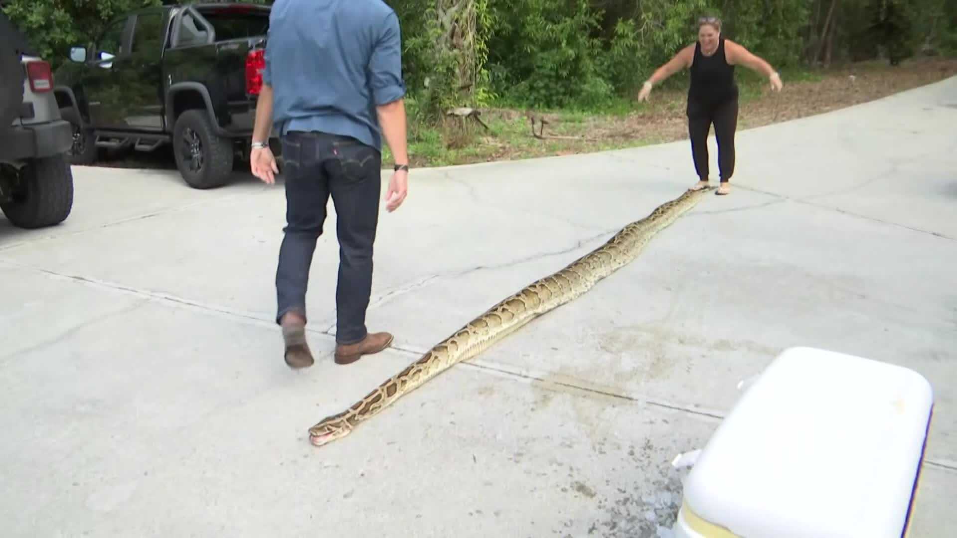 Hunters Capture Longest Burmese Python Snake Ever Caught In Florida