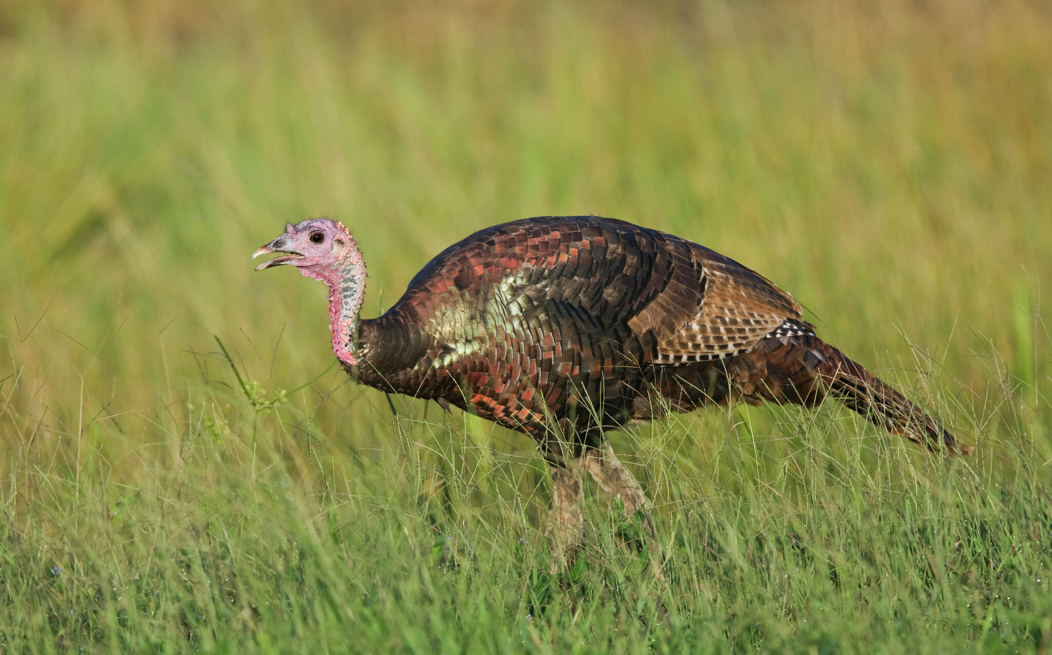 More charges filed in turkey poaching case