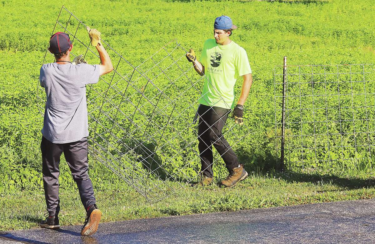Godfrey readies for fall maze