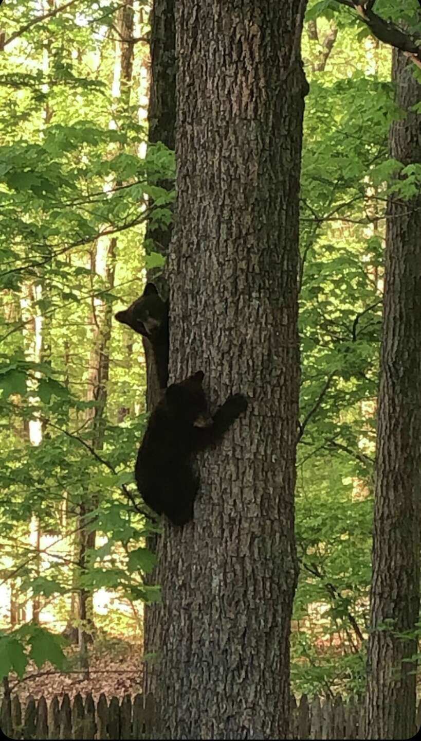 CT bear sightings are on the rise — here's why