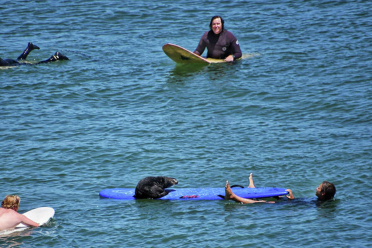 Notorious ‘surfing sea otter’ evades capture in Santa Cruz