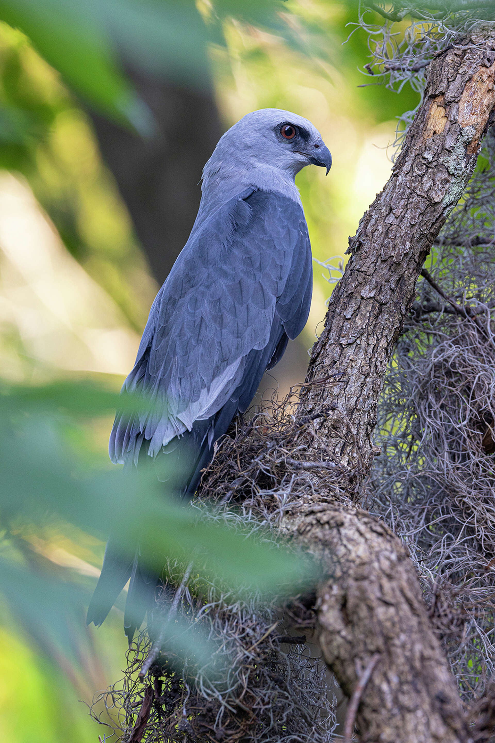 Mississippi kites glide through Houston skies during migration