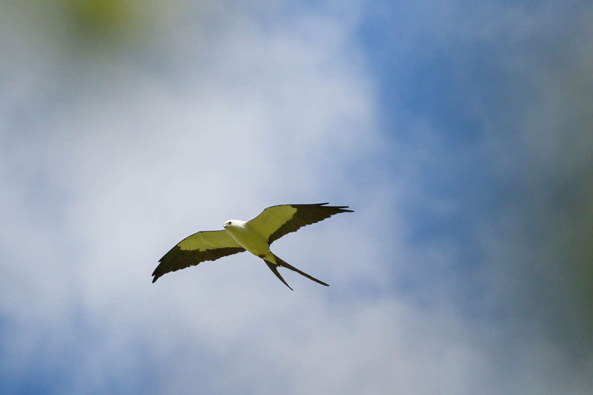 Story photo for Mississippi kites glide through the area