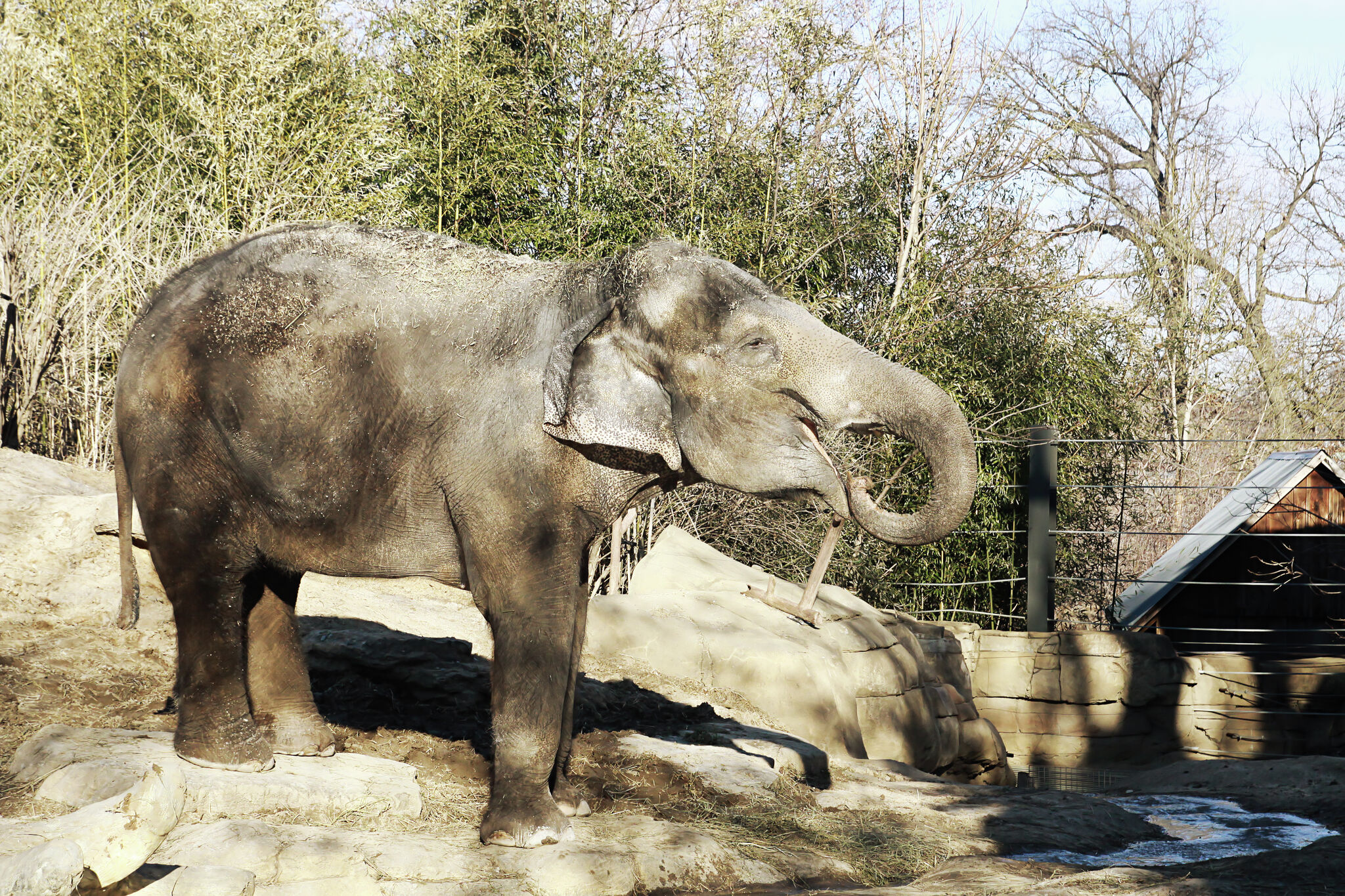 St. Louis Zoo hosting 'Toss the Tusk' event for World Elephant Day