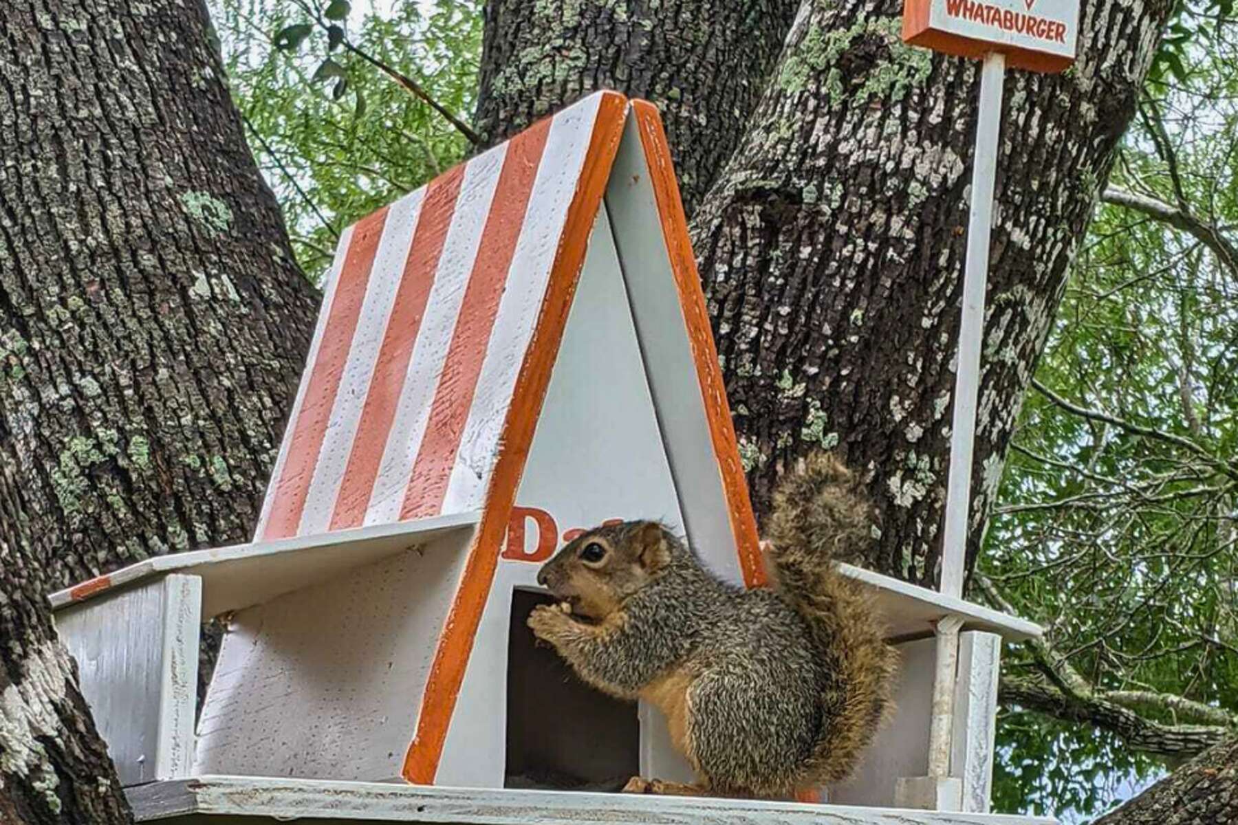 Squirrel Home