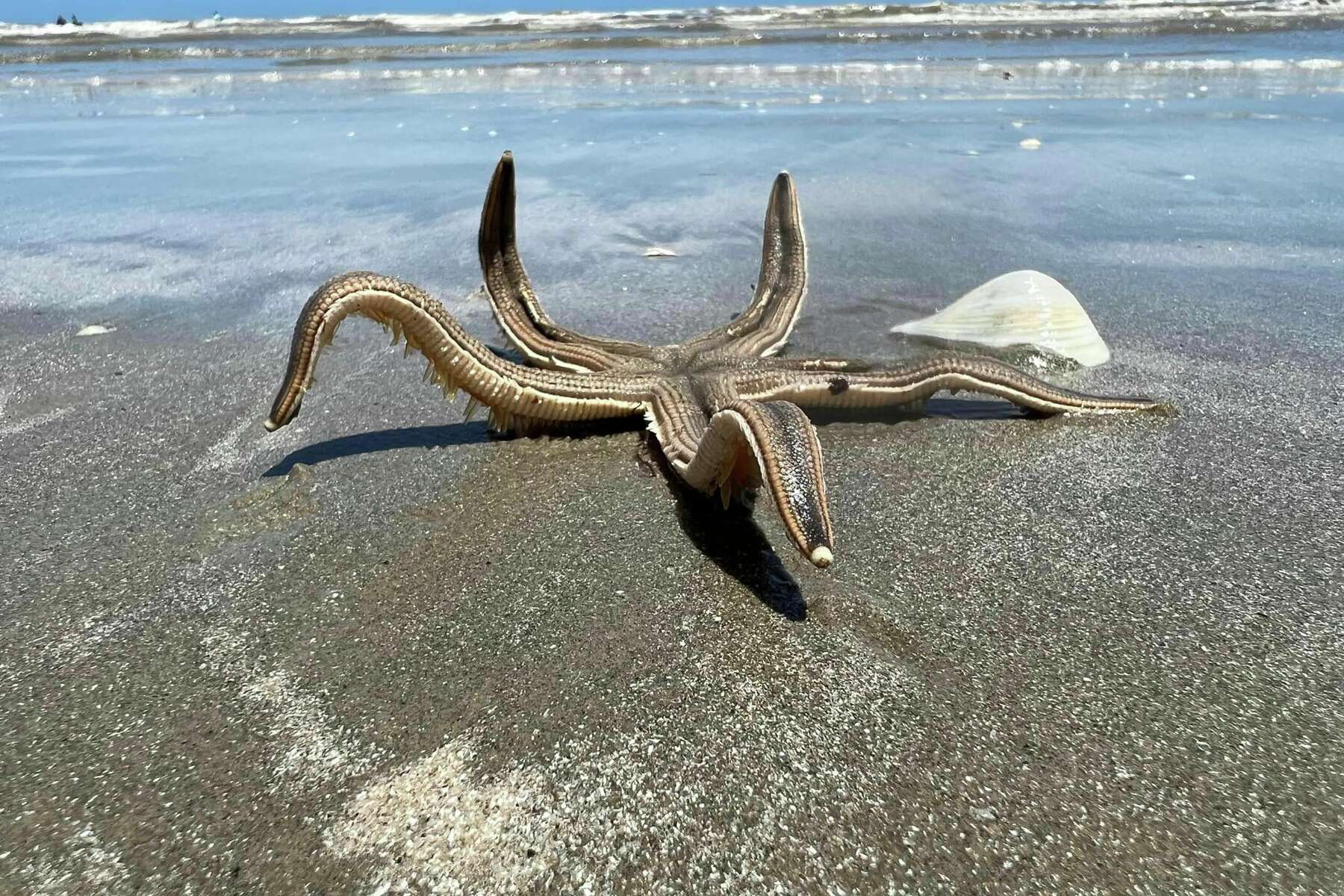 Ginormous' starfish seen walking along Port Aransas