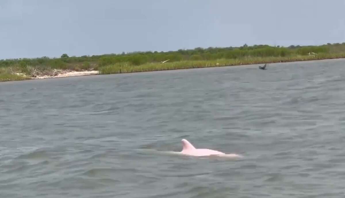 Pink dolphin caught on camera could be Louisiana's famous 'Pinky'