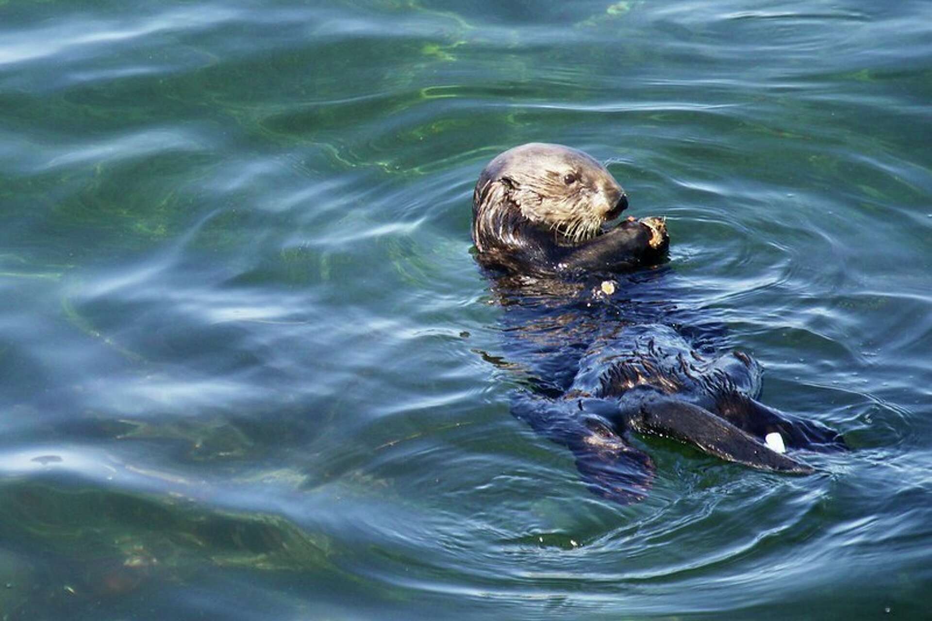 An exclusive interview with California's surfing sea otter