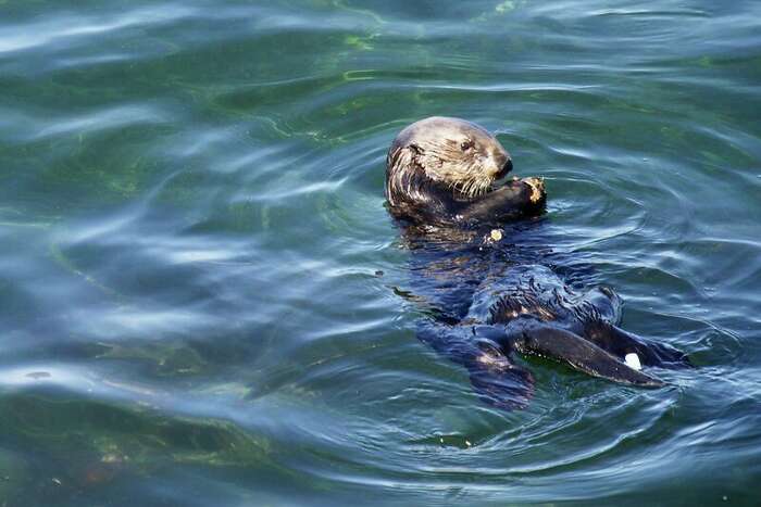 Sea lions terrorize San Francisco Bay swimmers in spate of attacks